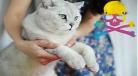 摘星by抱猫txt下载沈清 摘星抱猫26章
